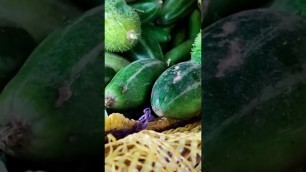 '#shorts #shortvideos #@Veg Village Food'