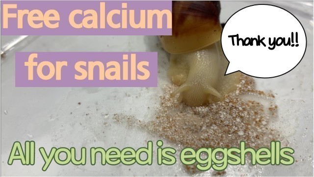 'How to make free calcium for snails/ eggshells/ giant land snail/ snail care'