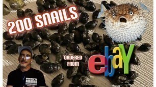 '200 Snails From EBAY! Breeding Puffer Food?'