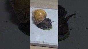 '특식먹는 달팽이들 Snails that eat special food