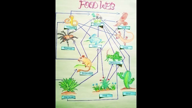 'l Chart and Model on Food Chain l Food Web Diagram #shorts #ytshorts'