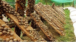 'Amazing Snail Farm Technology 