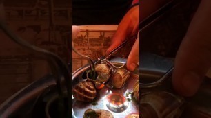 'Eating snails in Paris #travel #paris #instagram #food'