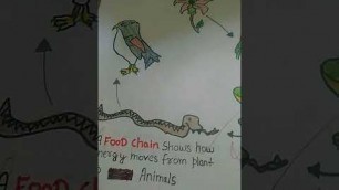 'my food chain drawing'