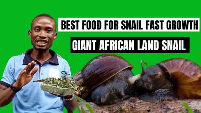 'BEST FEED FOR SNAIL FAST GROWTH | GIANT AFRICAN LAND SNAIL #howtofeedsnailtogrowfaster #snailfarming'