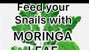 'FEED YOUR SNAILS WITH MORINGA LEAF 