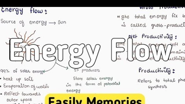 'Energy Flow In An Ecosystem | Food Chain'