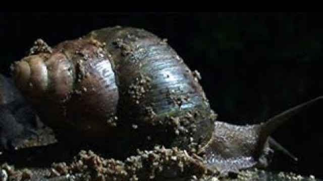 'Feeding snails (Summary)'