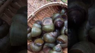 'miniature | fried snails | tiny food | Cambodia cooking | #shorts'