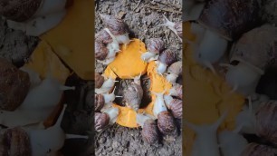 'What do snail eat food is the most challenging. ASMR #decompression #snail #experiment #eatingsnail'