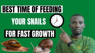 'BEST TIME TO FEED YOUR SNAILS TO GROW FASTER #snailfarming #howtofeedsnailstogrowfaster'