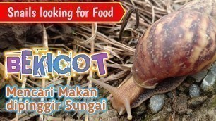 'Menemukan Bekicot Babon Mencari Makan dipinggir Sungai | Big Snails looking for Food by The River'