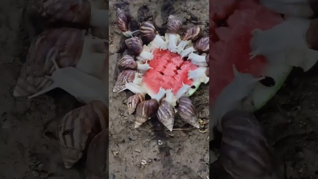 'Eat watermelon for snails today. ASMR #snail #snailvideo #eatingsnail #food'