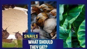 'Bigger Snails +More Eggs +Zero Death? Graduate Snail Farmer| Feed 1000 Snails With ¢40 Feed |'