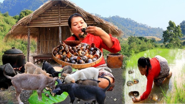 'Woman finding snails at rice field -cook snail for food dog Recipe-cooking in forest'