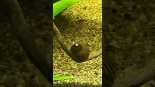 'One My Zebra Nerite Snails Feeding On Bogwood #snail'