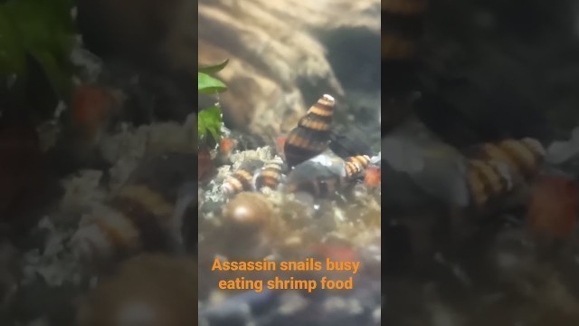 'Assassin snails busy eating shrimp food'