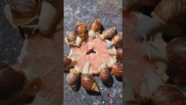 'What do snail eat food is the most challenging. ASMR #snail #eatingsnail #experiment #food'