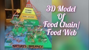 'How to make 3D Model of Food Chain/Food Web Model for school Exhibition/Nature\'s Balance 3D Model'