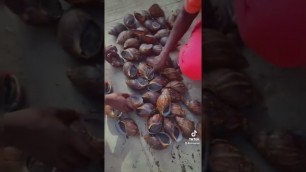'Lakish Foods .. African giant Snails'