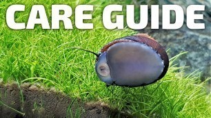 'Care Guide for Nerite Snails - Aquarium Co-Op #aquariumcoop'