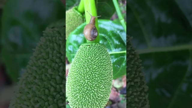 '#shorts Snail |#Snails go looking for food'