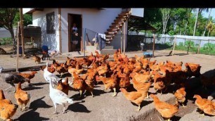 'I Feed my 100+ Chickens with Live SNAILS!! Inside in my animals farm (FULL TOUR)'