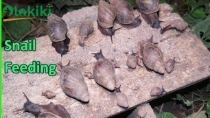 'How to feed your Snails (Free-Range System) || Snail Nutrition Ep.2.'