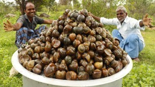 'SNAIL BIRYANI | Snails cooking | snails Recipe prepared by uncle | food fun village'