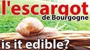 'GRAPE SNAILS or ESCARGOT!  French food or HOW to cook ESCARGOT! Detailed RECIPE!'