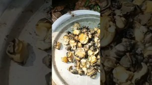 'making village style snail fry , very tasty food#shorts #villagecookingchannel #snails'