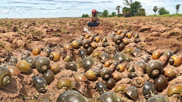 'Wow, great fisherman picks snails and crabs for food today while preparing land in the fields'