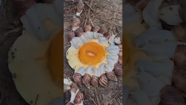 'Snail eating food. ASMR #snail #snailvideo'