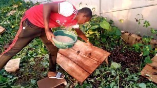 'How to Feed Snails in the Green House'