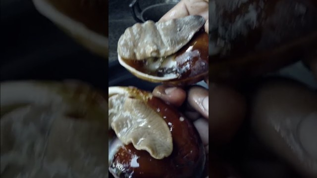 'GIANT SNAILS For FOOD #snails #food  #foodie #foodporn #foodvlog #satisfying #asmr #shorts'