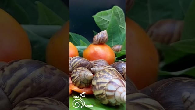 'THE Snail Eat Tomatoes  #shorts'