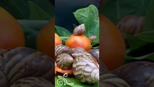 'THE Snail Eat Tomatoes  #shorts'