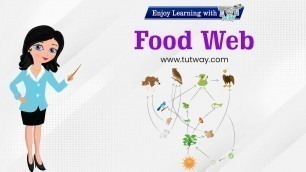 'Food Web | Food Chains | Herbivores, Carnivores, Omnivores | Different Types of Foods | Science'