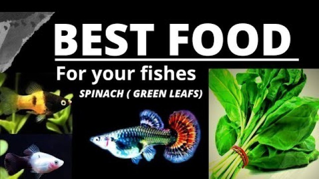 'Best#food for Guppies |Platies|Snails.Feeding green leaf spinach!'