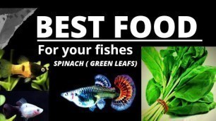 'Best#food for Guppies |Platies|Snails.Feeding green leaf spinach!'