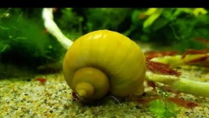 'HOW TO CARE ALL TYPES OF SNAILS/FEEDING/TANK SETUP & MATE\'S/BREEDING/GENDER IDENTIFY IN TAMIL'