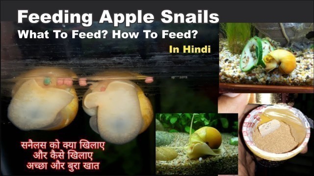 'What To Feed Snails How to Feed Your Mystery Snails Safe & Unsafe Snail Foods'