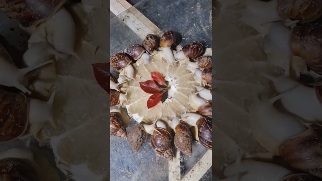 'The fourth day of snails eating food ASMR #Snail #decompression #food #Experiment'