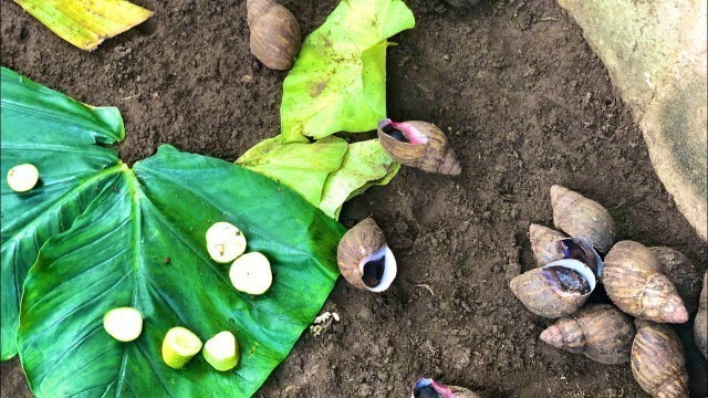 'How To Feed Snails (Best Feed For Faster Growth)'