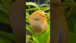 'When A Mystery Snail Is Hungry But There Is No Food In Their Feeding Dish'