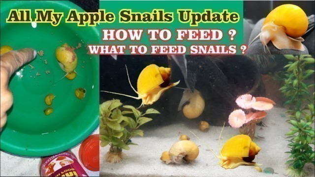 'ALL MY APPLE SNAILS UPDATE! How to feed snails ? what to feed snails ?'