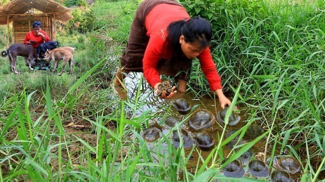 'snails cooking for dog  -Woman finding food met snails Fry for dinner -cooking in forest HD'