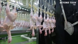 'EXTREMELY GRAPHIC: Modern Poultry Processing Plant, Chicken Processing Machines'