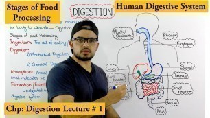 'Digestive system | Stages of Food processing | An Overview'