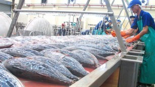 'Tuna Processing After Harvest - Tuna Frozen, Cleaning, Cutting, Processing and Packing in Factory'